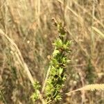 Sideritis montana Leaf