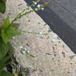 Verbena urticifoliaЦвят