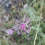 Centaurea paniculataBloem