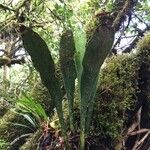Antrophyum boryanum Hábito