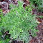 Artemisia alba Elinympäristö