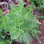 Artemisia alba Habitat