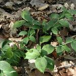 Ruscus hypoglossum Hàbitat