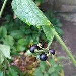 Solanum nigrum Фрукт
