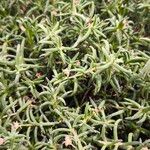 Delosperma harazianum Hoja