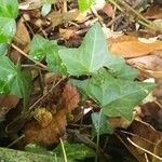 Hedera hibernica Hostoa