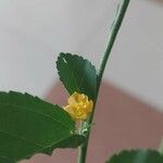 Sida rhombifolia Flower