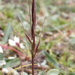 Ptilagrostis yadongensis Цветок