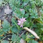 Erodium moschatumKwiat