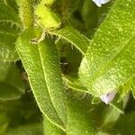 Echium parviflorum Hoja