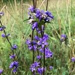 Campanula cervicaria Flor