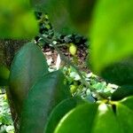 Myristica fragrans Flower