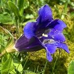 Gentiana alpina Flor