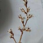 Goniolimon tataricum Flower