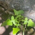 Lactuca floridana Hoja
