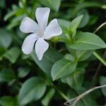 Vinca difformisBloem