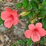 Barleria repens Hoja