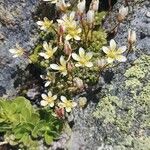 Saxifraga muscoides Fula