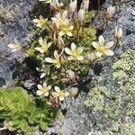 Saxifraga muscoides Bloem