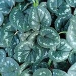 Cyclamen coum Leaf