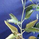 Kalanchoe daigremontiana ഇല