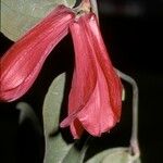 Lapageria rosea Květ