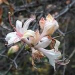 Rhododendron periclymenoides Virág