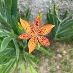 Iris domestica Virág