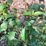 Pyrus cordata Folha