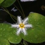 Nymphoides indica Maua