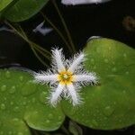 Nymphoides indica Flor