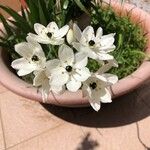 Ornithogalum arabicum Květ