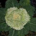 Brassica oleraceaপাতা