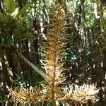 Kermadecia rotundifolia