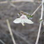 Tetramerium nervosum Flower