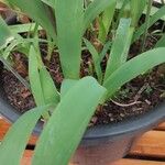 Tulbaghia simmleri Hoja