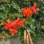 Tecomaria capensis Blüte