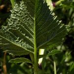 Sinapis arvensis Leaf