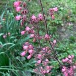 Heuchera sanguineaŽiedas