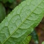 Eurya acuminata Hoja