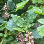 Quercus × rosacea Hoja