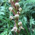 Orchis anthropophora Квітка