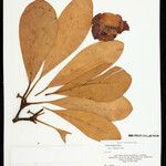 Clusia insignis Fruto
