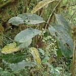 Gaertnera paniculata Leaf