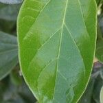 Bignonia magnifica Leaf