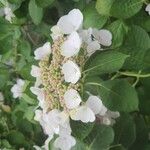 Hydrangea spp. Fiore