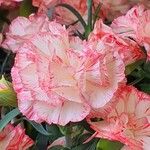 Dianthus caryophyllus Flower