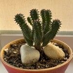 Euphorbia pseudoglobosaHostoa