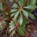 Pieris japonica ഇല