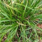 Carex pendula 叶